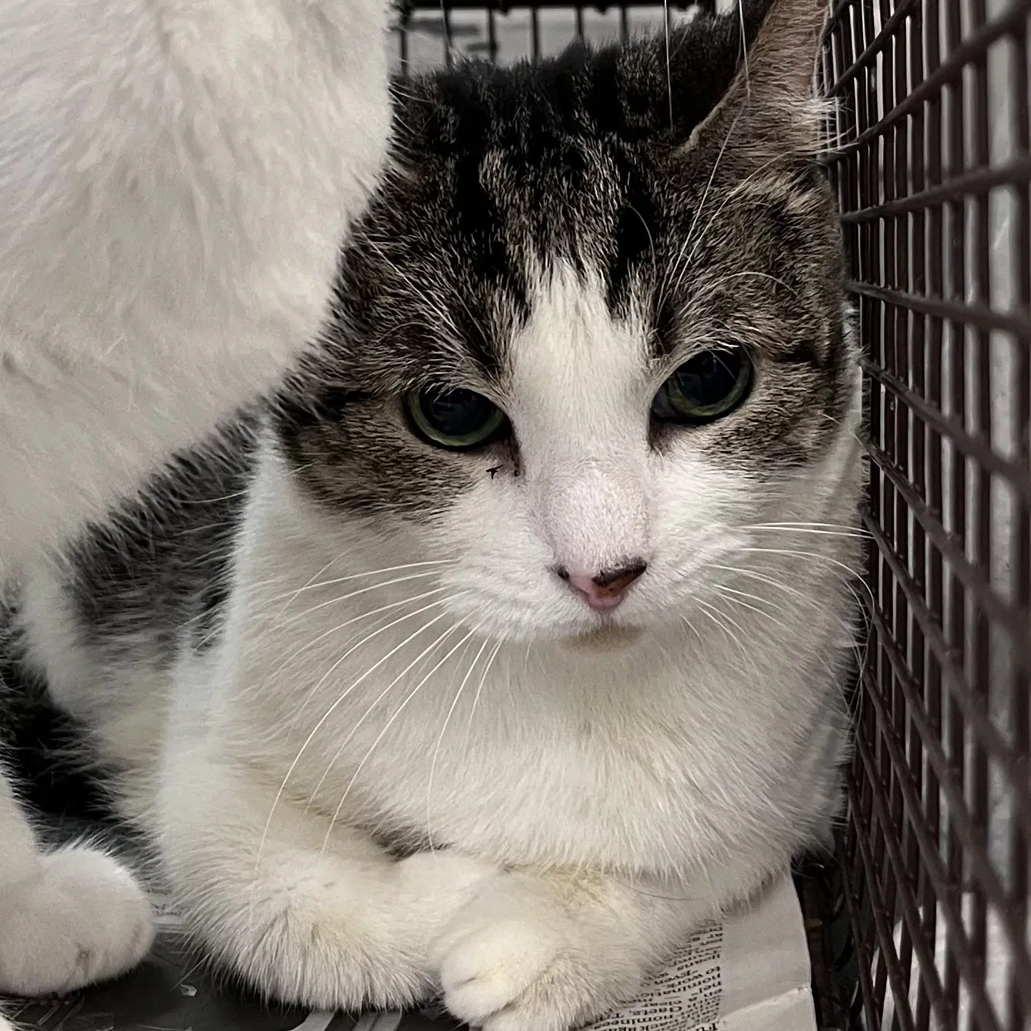 Misty - Domestic Short Hair