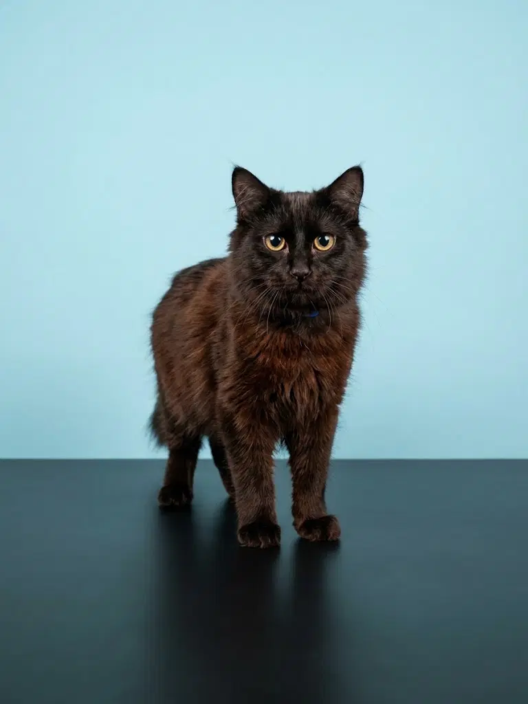Unknown - Domestic Short Hair