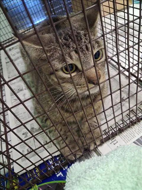 Michi - Domestic Short Hair
