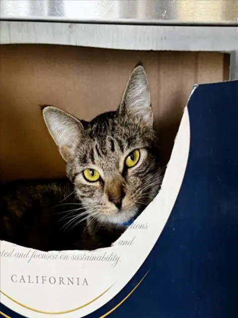 Michi - Domestic Short Hair