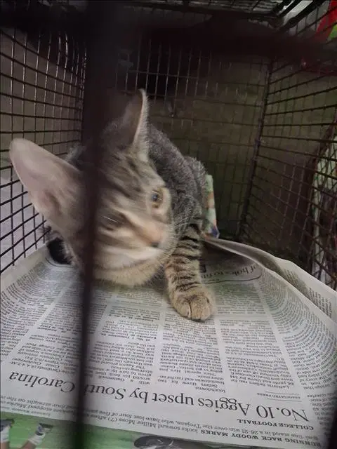 Jelly - Domestic Short Hair