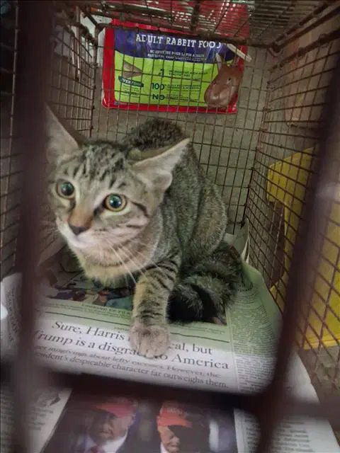 Daphne - Domestic Short Hair