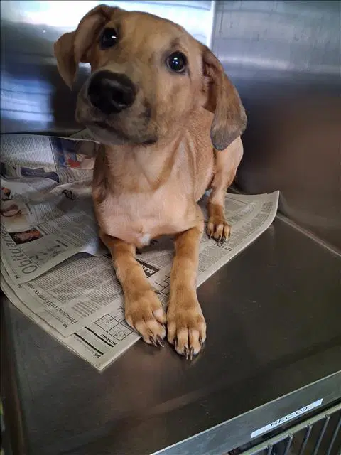 Dante - Labrador Retriever
