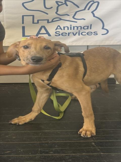 DANTE, a dog for adoption from South Los Angeles Animal Care and Control Center