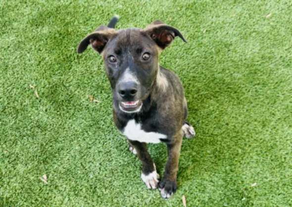 Biggie - Pit Bull Terrier