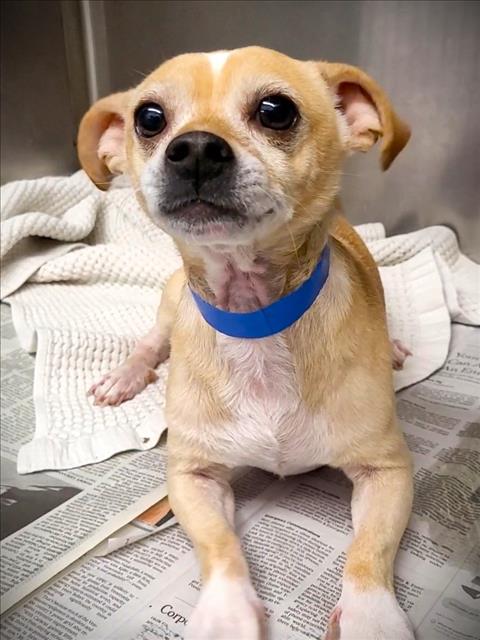 MILO, a dog for adoption from South Los Angeles Animal Care and Control Center