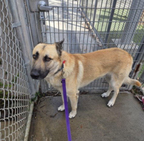 MONTANA, a dog for adoption from South Los Angeles Animal Care and Control Center