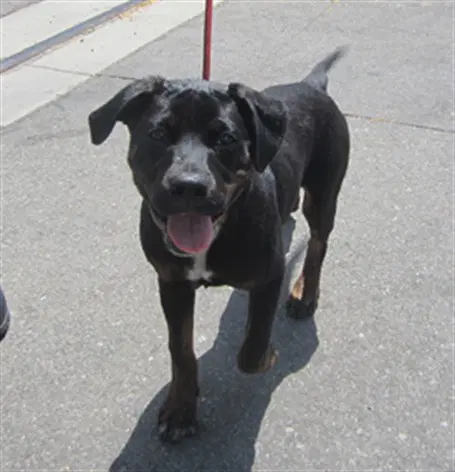 Jersey Mikes - Rottweiler