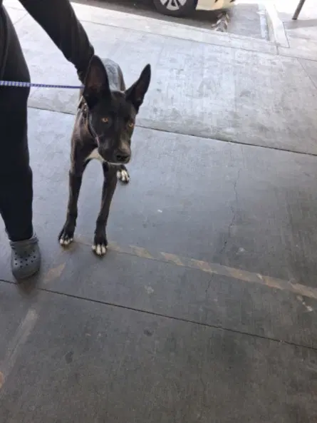 Tar - Labrador Retriever