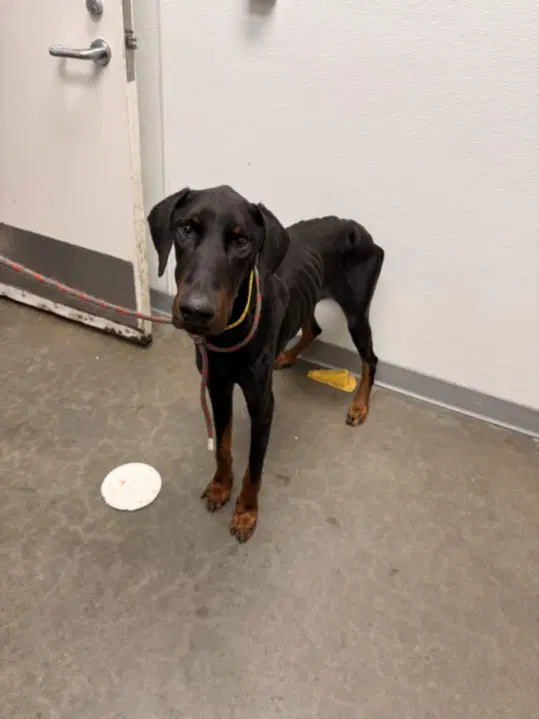 Bones - Doberman Pinscher