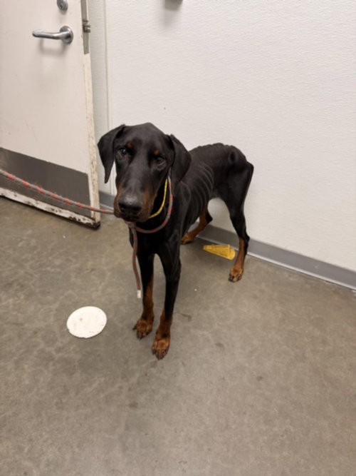 BONES, a dog for adoption from South Los Angeles Animal Care and Control Center