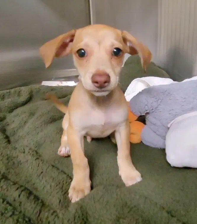 Dobbie - Chihuahua