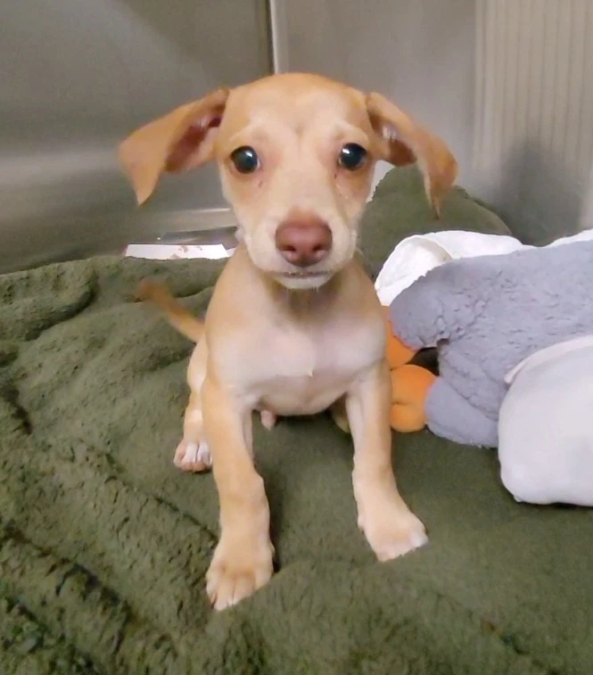 Dobbie