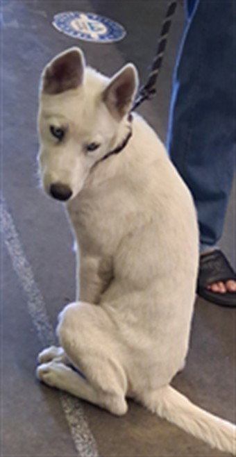 SNOW 73, a dog for adoption from South Los Angeles Animal Care and Control Center
