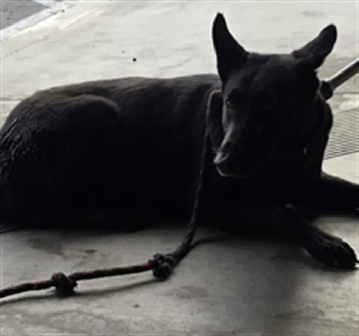 Bb - German Shepherd Dog