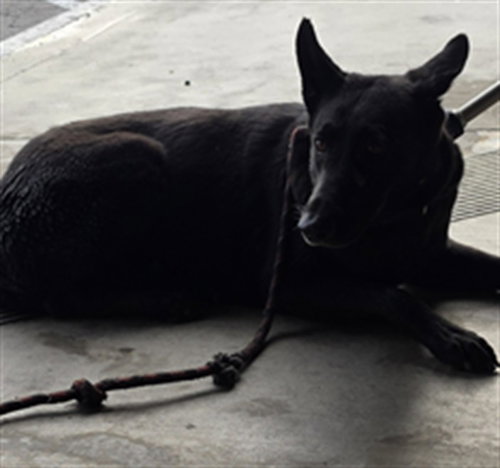 B.B., a dog for adoption from South Los Angeles Animal Care and Control Center