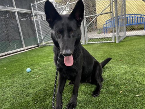 B.B., German Shepherd Dog (medium coat)