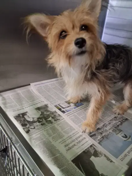Trix - Yorkshire Terrier Yorkie