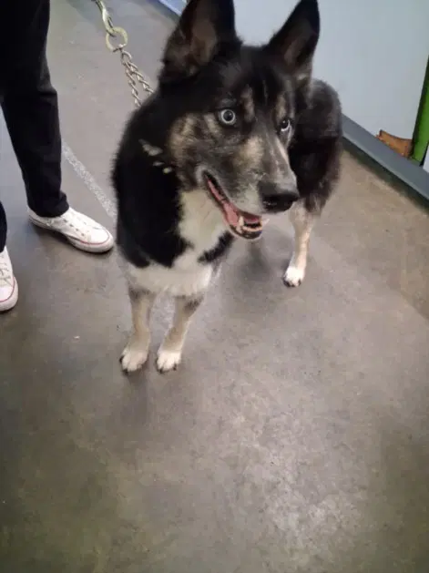 Joel - Siberian Husky