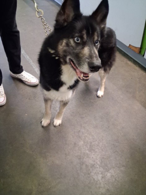 JOEL, a dog for adoption from South Los Angeles Animal Care and Control Center