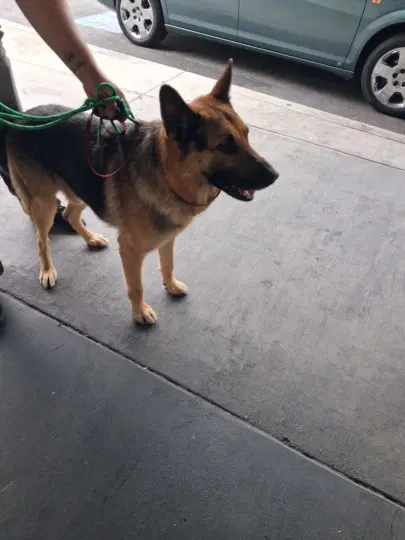 King - German Shepherd Dog