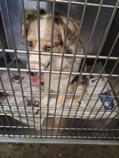 Cruz - Australian Cattle Dog/Blue Heeler