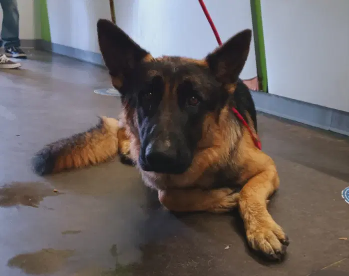 Hannibal - German Shepherd Dog