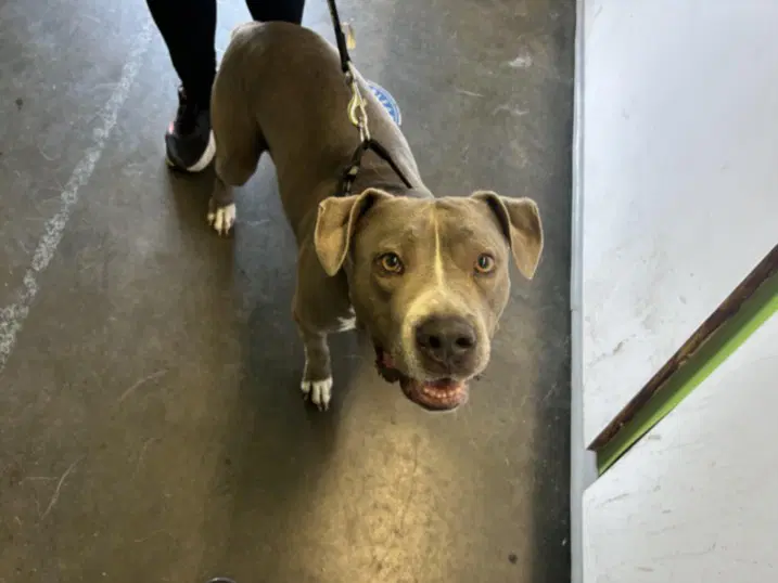 Sasha - Pit Bull Terrier