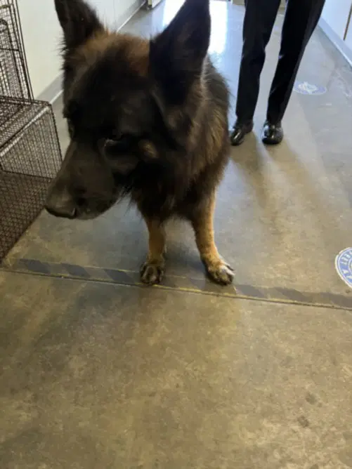 Georgie - German Shepherd Dog