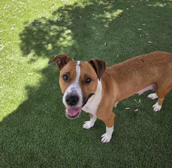 Goldie - American Staffordshire Terrier