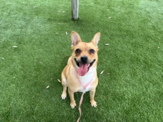 Gagel - Shiba Inu