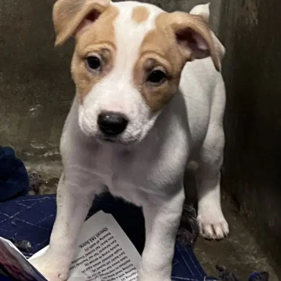 Marion - American Staffordshire Terrier