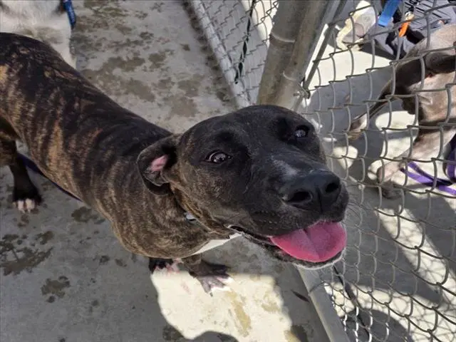 Ginger - American Staffordshire Terrier