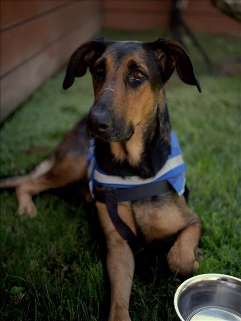 MIA, a dog for adoption from South Los Angeles Animal Care and Control Center
