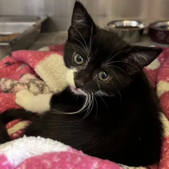 Cinderella - Domestic Short Hair