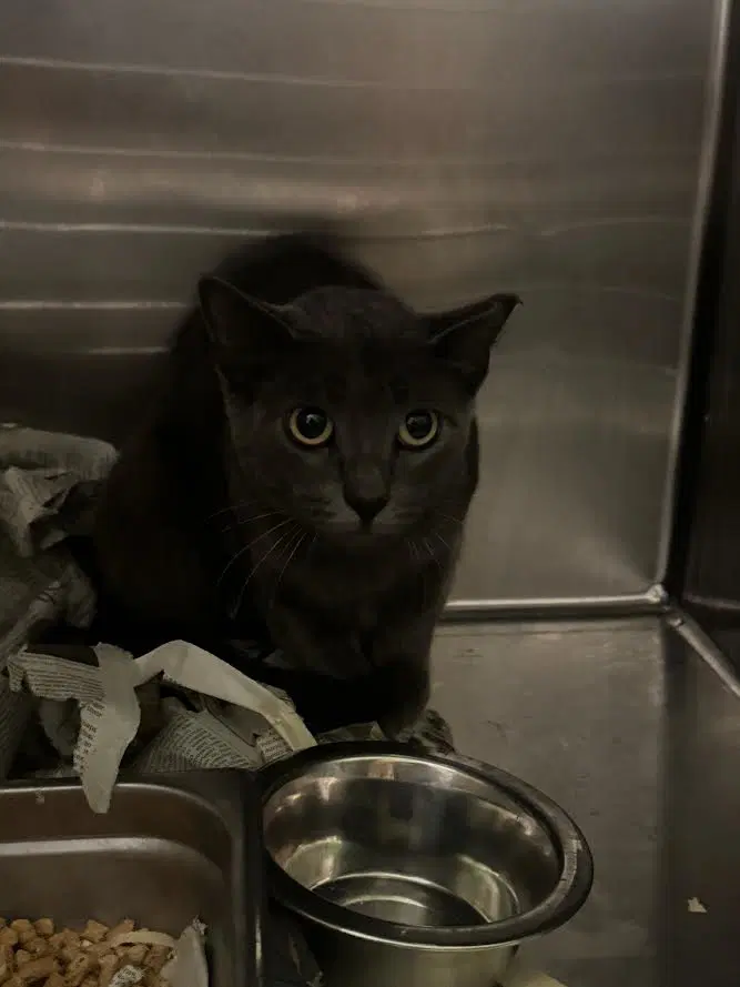 Unknown - Domestic Short Hair