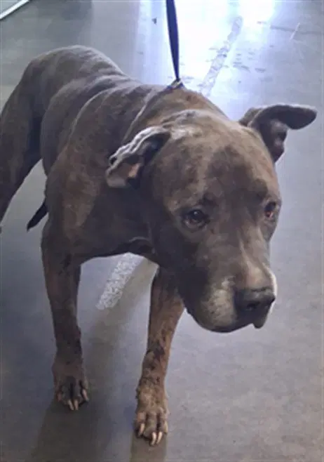 Rusty - Pit Bull Terrier