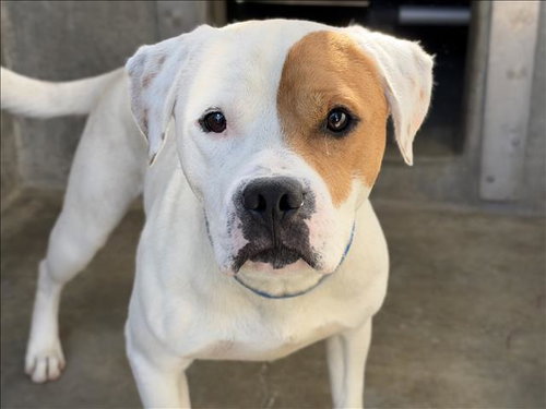 SPOT, a dog for adoption from South Los Angeles Animal Care and Control Center