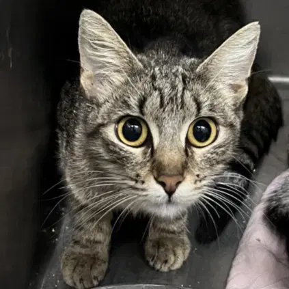 Mama Mia - Domestic Short Hair