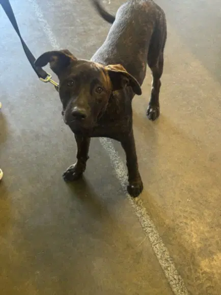 Bella - American Staffordshire Terrier