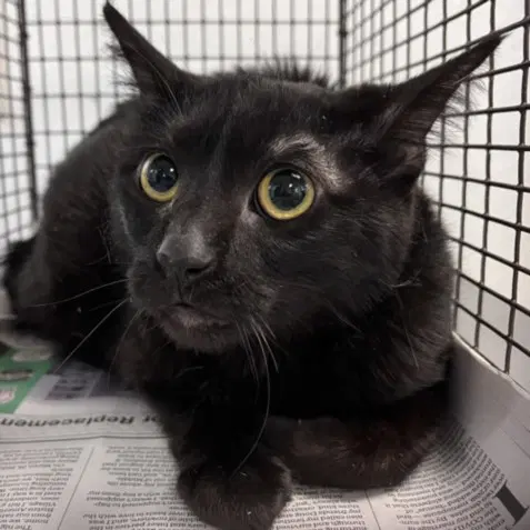 Charlotte - Domestic Short Hair