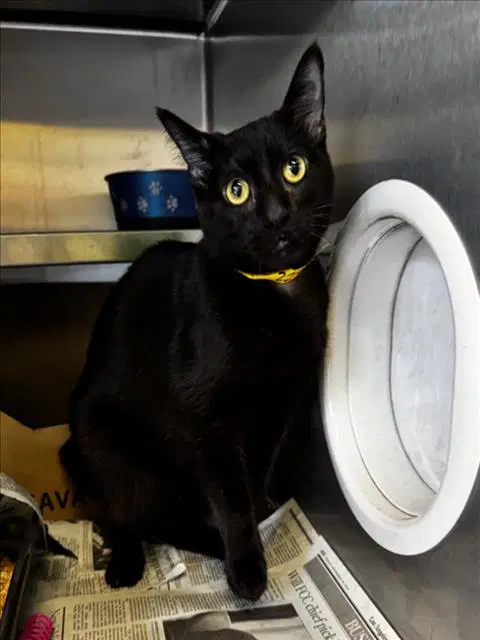 Charlotte - Domestic Short Hair