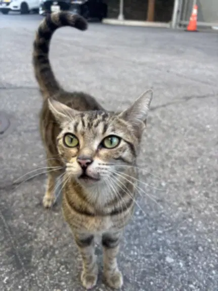 Wasabi - Domestic Short Hair