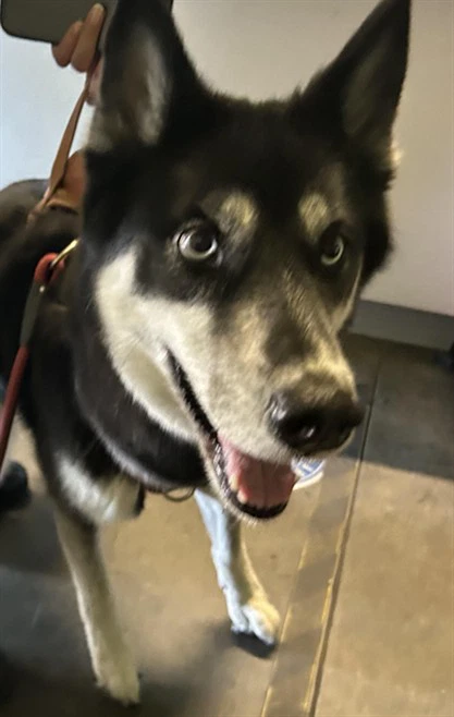 Miska