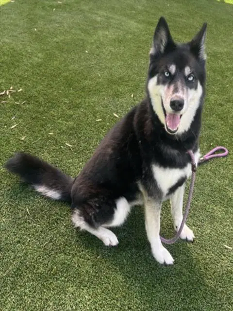 Miska - Siberian Husky