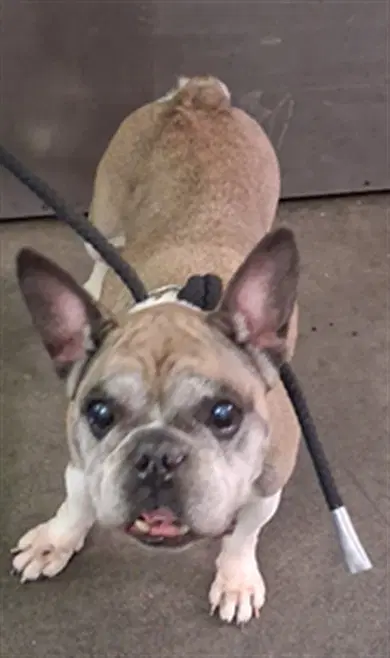 Thumper - French Bulldog