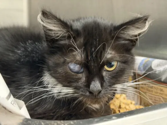 Ronda - Domestic Short Hair