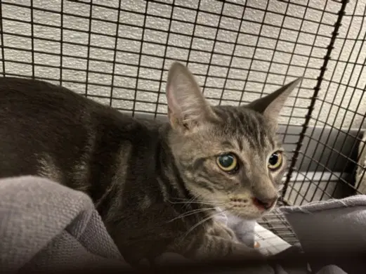 Tammy - Domestic Short Hair