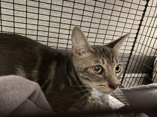 TAMMY, a cat for adoption from South Los Angeles Animal Care and Control Center