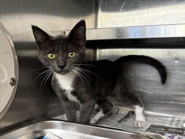 Unknown - Domestic Short Hair